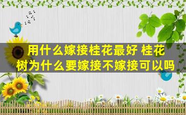 用什么嫁接桂花最好 桂花树为什么要嫁接不嫁接可以吗